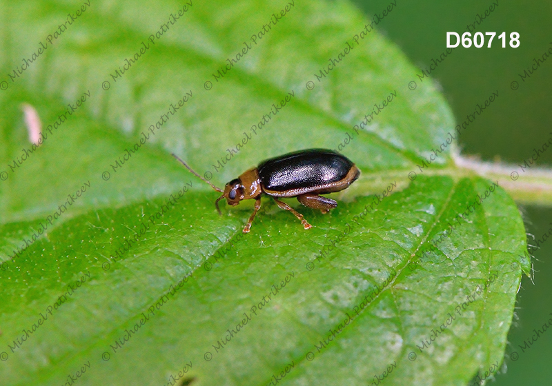 Capraita circumdata (Galerucinae, Chrysomelidae, Coleoptera)